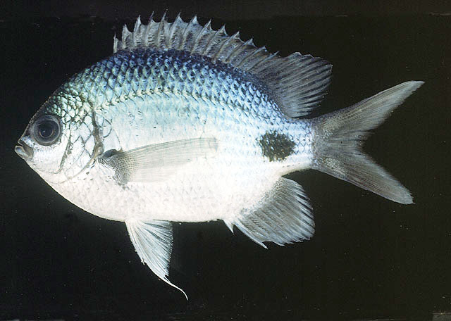 Abudefduf sparoides